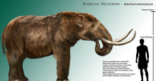 画像をギャラリービューアに読み込む, Mastodon foot cast replica Pleistocene. Ice Age