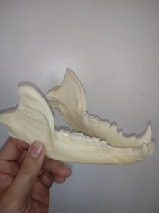 Bear: American Black Bear skull cast replica