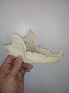 Bear: American Black Bear skull cast replica