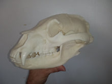 画像をギャラリービューアに読み込む, Bear: American Black Bear skull cast replica