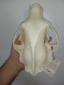 Bear: American Black Bear skull cast replica