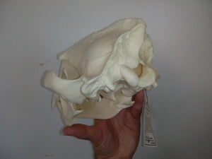 Bear: American Black Bear skull cast replica