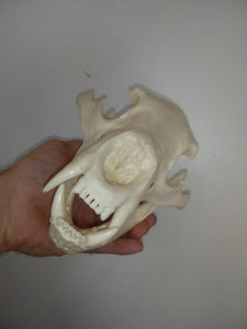 Bear: American Black Bear skull cast replica