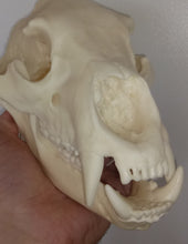 画像をギャラリービューアに読み込む, Bear: American Black Bear skull cast replica