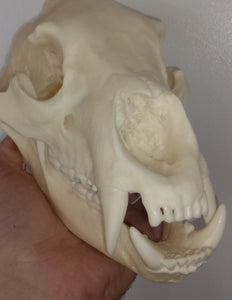 Bear: American Black Bear skull cast replica