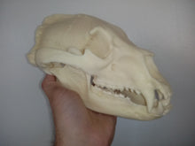 画像をギャラリービューアに読み込む, Bear: American Black Bear skull cast replica