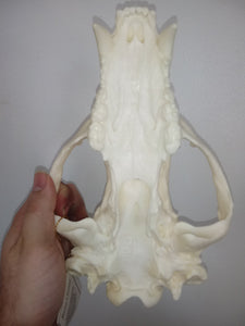 Bear: American Black Bear skull cast replica