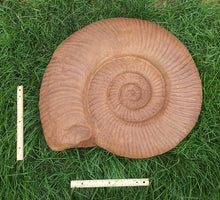 Load image into Gallery viewer, Ammonite:  Largest Ammonite cast available anywhere