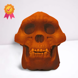 Bigfoot Skull Cast Artistic Interpretation by Master artist.