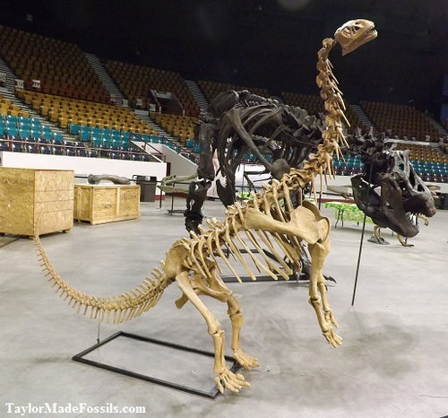 Bellusaurus Skeleton cast replica dinosaur skull skeleton