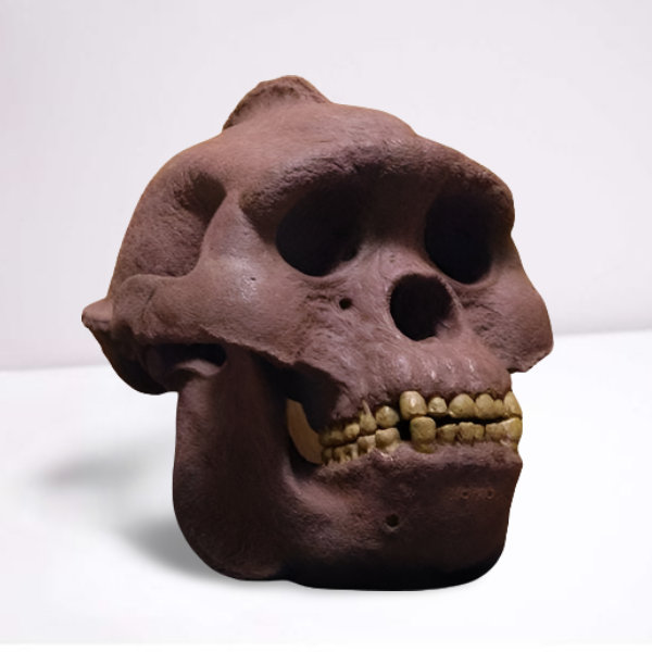 Bigfoot Skull Cast Artistic Interpretation by Master artist.