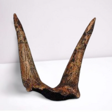 画像をギャラリービューアに読み込む, Triceratops Horns cast replica (double horn)