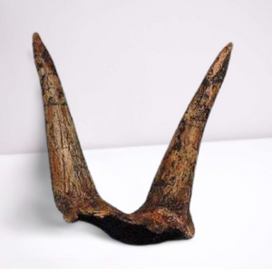 Triceratops Horns cast replica (double horn)