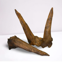 Laden Sie das Bild in den Galerie-Viewer, Triceratops Horns cast replica (double horn)