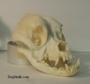 Boxer Dog Skull cast replica reproduction Taylor Made Fossils