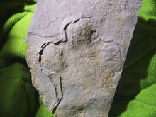 Load image into Gallery viewer, Brontotherium Titanothere Brontotherium Megacerops Fossil Footprint track Brontotheriidae