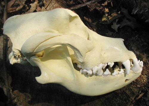 Bullmastiff Skull cast replica (item #CFX BMS) reproduction  Taylor Made Fossils