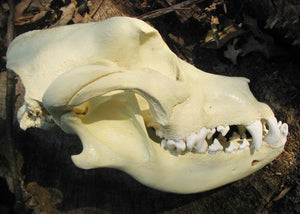 Bullmastiff Skull cast replica (item #CFX BMS) reproduction  Taylor Made Fossils