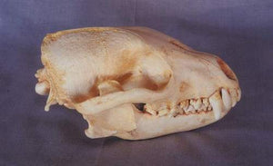 Bush Dog Skull cast replica (item #CA 23105) Skull cast replica reproduction Taylor Made Fossils