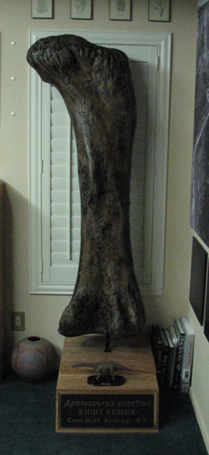Apatosaurus femur cast replicas