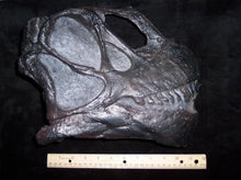 Load image into Gallery viewer, Camarasaurus skull cast replica #3