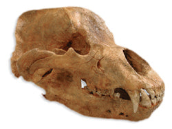 Cave Bear skull cast replica Bone Clones Updated 2025