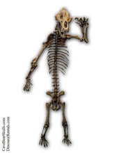 Load image into Gallery viewer, Cave Bear skeleton cast replica 8 ft tall!