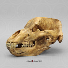 Cargar imagen en el visor de la galería, Cave Bear skull cast replica Bone Clones Updated 2024