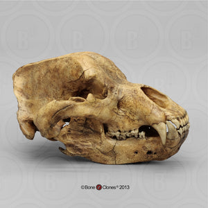 Cave Bear skull cast replica Bone Clones Updated 2024