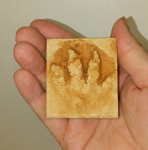 画像をギャラリービューアに読み込む, Chirotherium footprint track cast replica foot impression