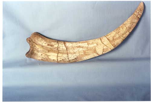 Therizinosaurus claw cast replica Dinosaur