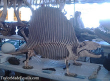 画像をギャラリービューアに読み込む, Dimetrodon skeleton cast replica