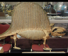 画像をギャラリービューアに読み込む, Dimetrodon skeleton cast replica