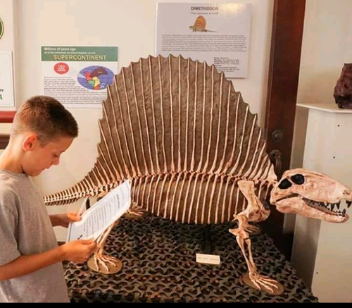 Dimetrodon skeleton cast replica