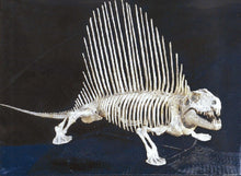 画像をギャラリービューアに読み込む, Dimetrodon skeleton cast replica 2 BYU Specimen