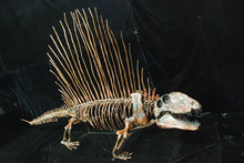 Charger l&#39;image dans la galerie, Dimetrodon skeleton cast replica 3