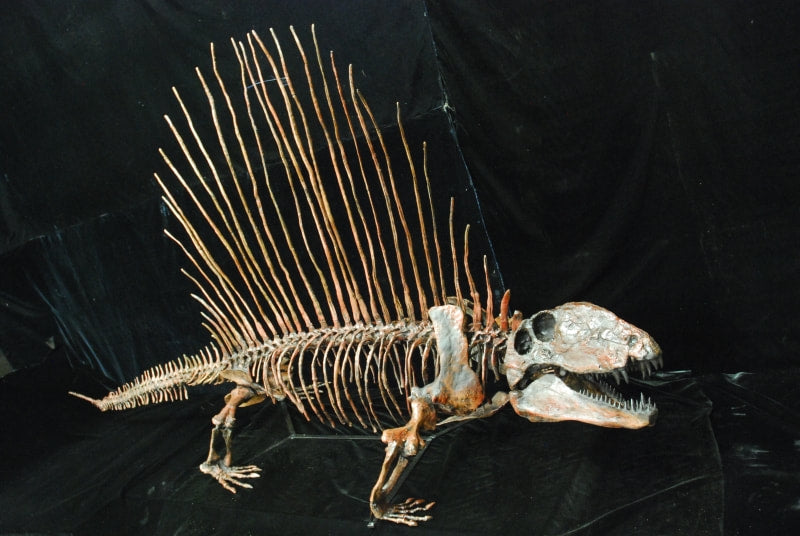 Dimetrodon skeleton cast replica 3