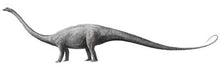 Charger l&#39;image dans la galerie, Diplodocus Chevron cast replica #1