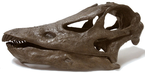 Diplodocus (Seismosaurus) skull cast replica