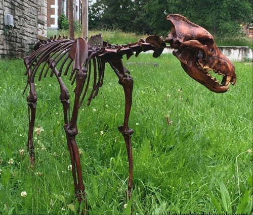 Dire Wolf Skeleton cast replica cast replica reproduction Fossils