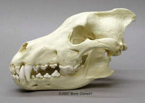 Dire Wolf Skull cast replica Antique finish (item #BC-020A) Skull cast replica reproduction Taylor Made Fossils 2024