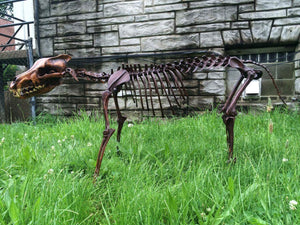 Dire Wolf Skeleton cast replica cast replica reproduction Fossils