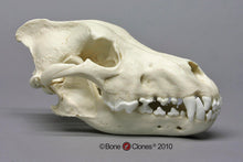 Cargar imagen en el visor de la galería, Dire Wolf Skull cast replica Antique finish (item #BC-020A) Skull cast replica reproduction Taylor Made Fossils 2024