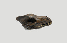 Load image into Gallery viewer, Dire Wolf Skull cast replica #V Skull cast replica reproduction Taylor Made Fossils