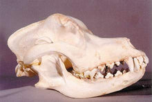 Load image into Gallery viewer, Domestic Dog Skull cast replica skeleton reproduction Taylor Made Fossils