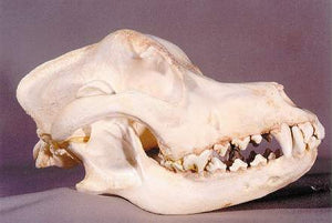 Domestic Dog Skull cast replica skeleton reproduction Taylor Made Fossils