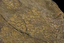 Load image into Gallery viewer, Dinosaur Skin Cast Replica Boggy Lips