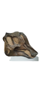 Lambeosaurus dinosaur skull cast replica