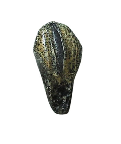 Triceratops: Medium Triceratops Tooth cast replica with root