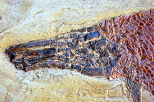 Load image into Gallery viewer, Garfish Lepisosteus cast replica Fossil Fish Gar fish